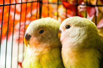 A pair of peach-faced lovebirds