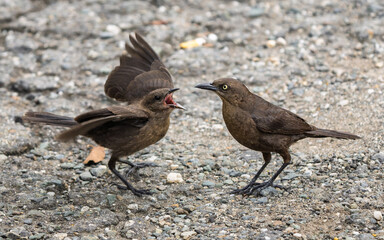 Quiscalus lugubris