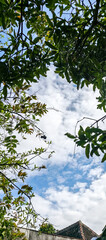 sky and tree