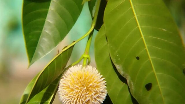 Kadamba flower bloom on a tropical tree with green leaves