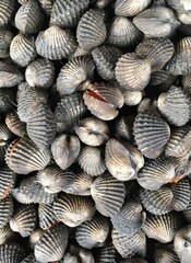 close up boiled cockles for cooking