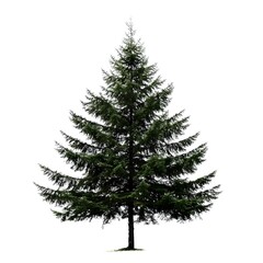 Fototapeta premium Tall Hemlock Tree Isolated on White 