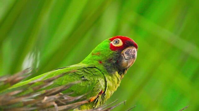 Colorful Red-Masked Parakeet Perched on Grass &ndash; Exotic Tropical Bird Close-Up