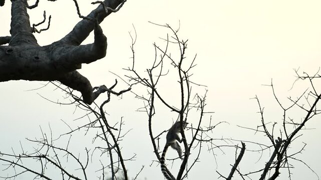 Super Slow Motion Playful Lemur Catta Family Near Iconic Baobab Tree at Sunset in Madagascar