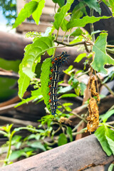 caterpillar on a leaf