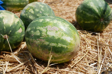 Watermelons arranged on a straw-covered surface in sunlight
