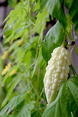 The fruit of white bitter melon summer vegetable in home kitchen garden /...