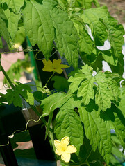 The flower of bitter melon summer vegetable in home kitchen garden /...