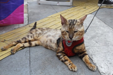 A Bengal cat lies on the sidewalk.