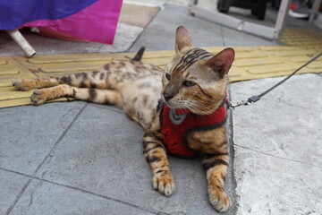 A Bengal cat lies on the sidewalk.
