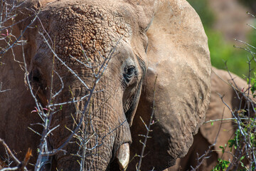 Close up view Elephant. Wild animal portrait in the nature habitat