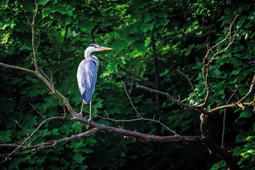 Big grey heron on the tree. Wild wading bird with long legs and beak on branch