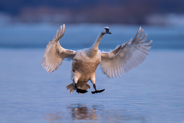Mute swan flies gracefully over calm waters in the evening light