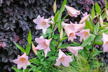 Beautiful and neat trumpet lily Magnifique flowers in pink that bloom in the shade of summer trees.