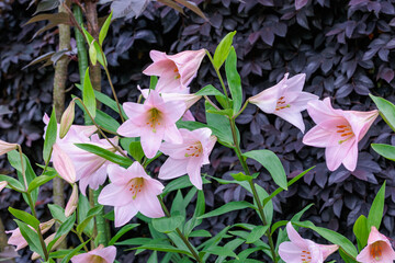 Beautiful and neat trumpet lily Magnifique flowers in pink that bloom in the shade of summer trees.