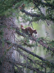 Wild squirrel climbing on tree branch in Canadian forest