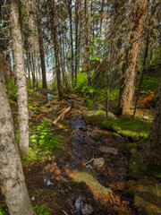 Mossy forest with small mountain stream and dappled sunlight, Alberta, Canada