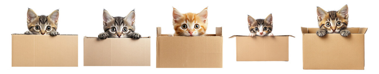 Adorable Kittens Peeking Out from Cardboard Boxes in a Row, Isolated on Transparent, white background