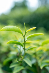 Green tea leaf in the morning, tea plantation
