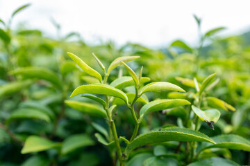 Green tea leaf in the morning, tea plantation