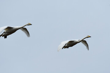 ひらりと飛んできた白鳥