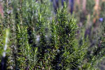 Fresh Rosemary Herb grow outdoor. Rosemary leaves Close-up.