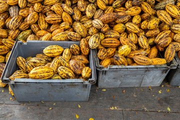 Cocoa beans and cocoa pod on a wooden surface.