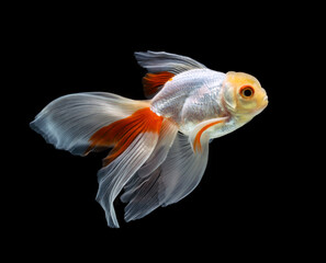 goldfish isolated on a dark black background. different colorful Carassius auratus in the aquarium