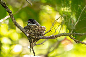 mother bird feeding her baby bird in the bird's nest.