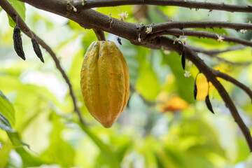 Cacao Tree (Theobroma cacao). Organic cocoa fruit pods in nature.