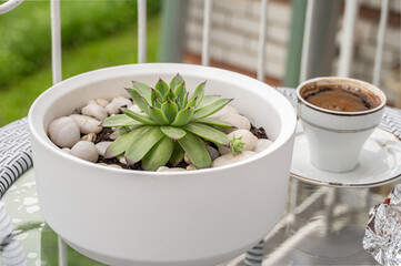 Succulent plant Sempervivum in a pot on the table in balcony.