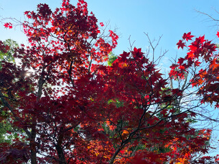 Red Japanese Maple Leaves Backlit by Sunlight