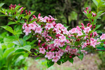 Close-up of beautiful pink weigela florida flowers blooming in a garden.