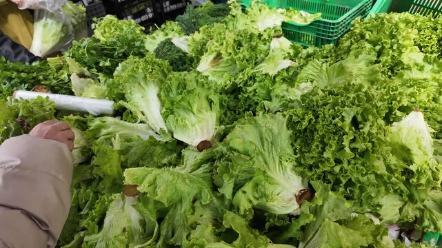 Fresh lettuce selection in bustling market