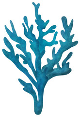 Blue Staghorn coral