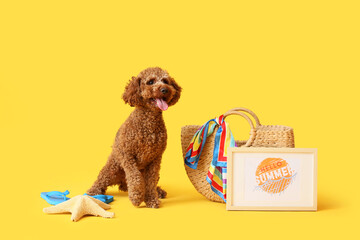 Cute Toy Poodle with words HELLO SUMMER in frame, wicker handbag and starfish on yellow background