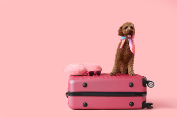 Cute Toy Poodle with suitcase and travelling accessories on pink background