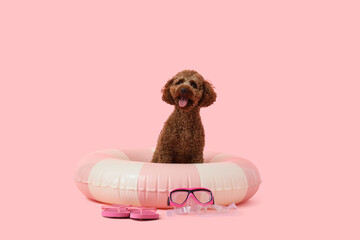 Cute Toy Poodle with inflatable ring, snorkeling mask and flip-flops on pink background