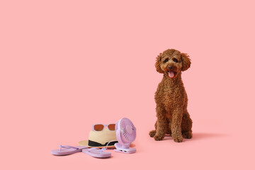 Cute Toy Poodle with summer hat, sunglasses and portable electric fan on pink background
