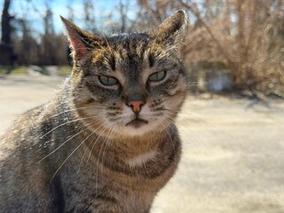 Cute cat looking at camera