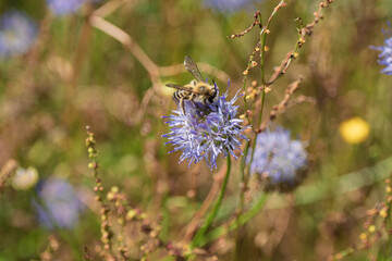 A Beautiful Bee Pollinating a Colorful Flower in a Vibrant Meadow Filled with Life