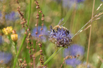 A Beautiful Bee Pollinating a Colorful Flower in a Vibrant Meadow Filled with Life