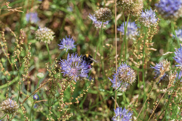 A bumblebee diligently foraging on wildflowers in a vibrant natural habitat environment