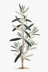 Naklejka premium Detailed Botanical Illustration of a Young Olive Tree