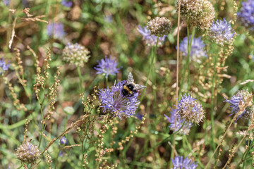 A bumblebee diligently foraging on wildflowers in a vibrant natural habitat environment