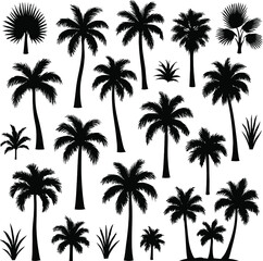 Vector Monochrome Hand-Drawn Palm Tree