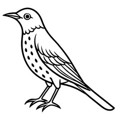 Fototapeta premium Minimalist Song Thrush Sketch
