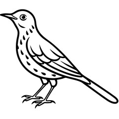 Minimalist Song Thrush Sketch