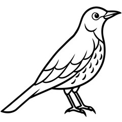 Minimalist Song Thrush Sketch