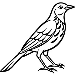 Minimalist Song Thrush Sketch